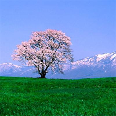 摩根士丹利预计美元涨势难持久 美欧利差料收窄且伊朗战争恐拖累经济